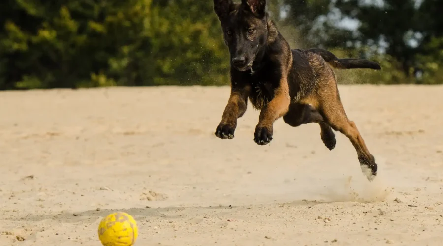 ¿Cómo Puedo Enseñar a Mi Perro Trucos?
